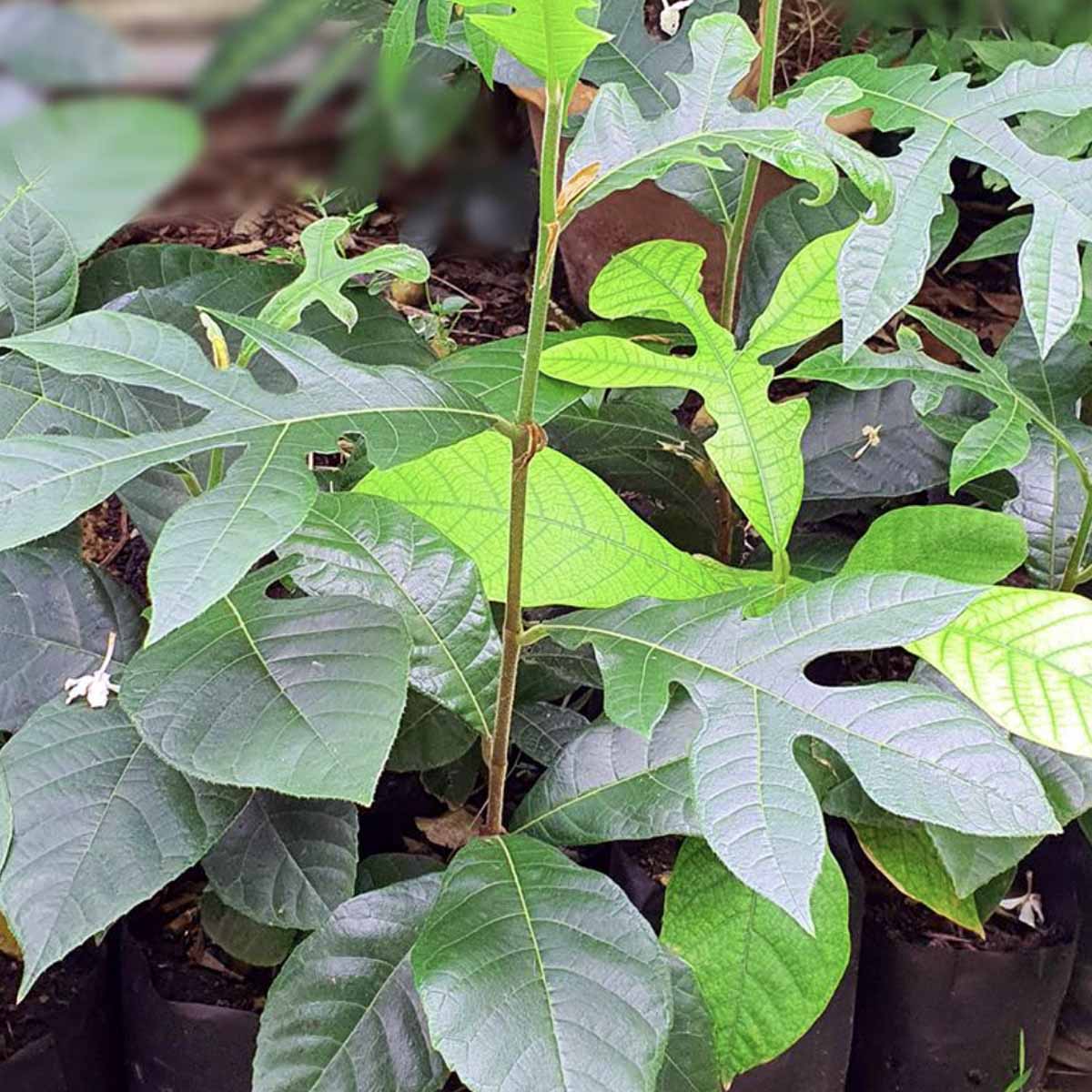 ต้นขนุนป่า หรือขนุนป่าน