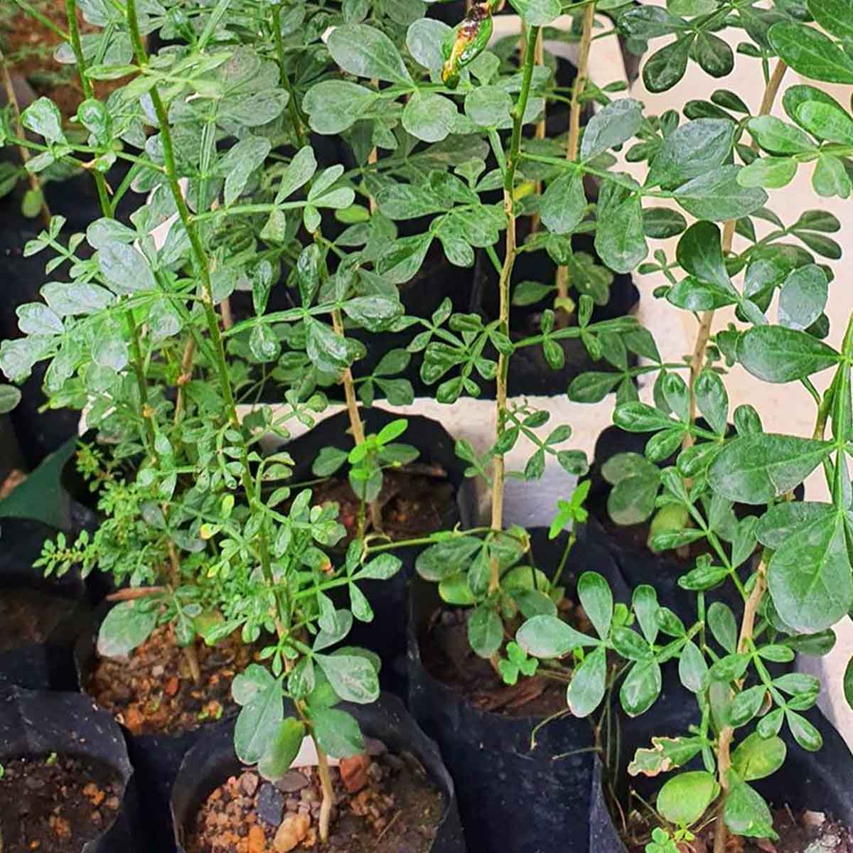 ต้นมะขวิด