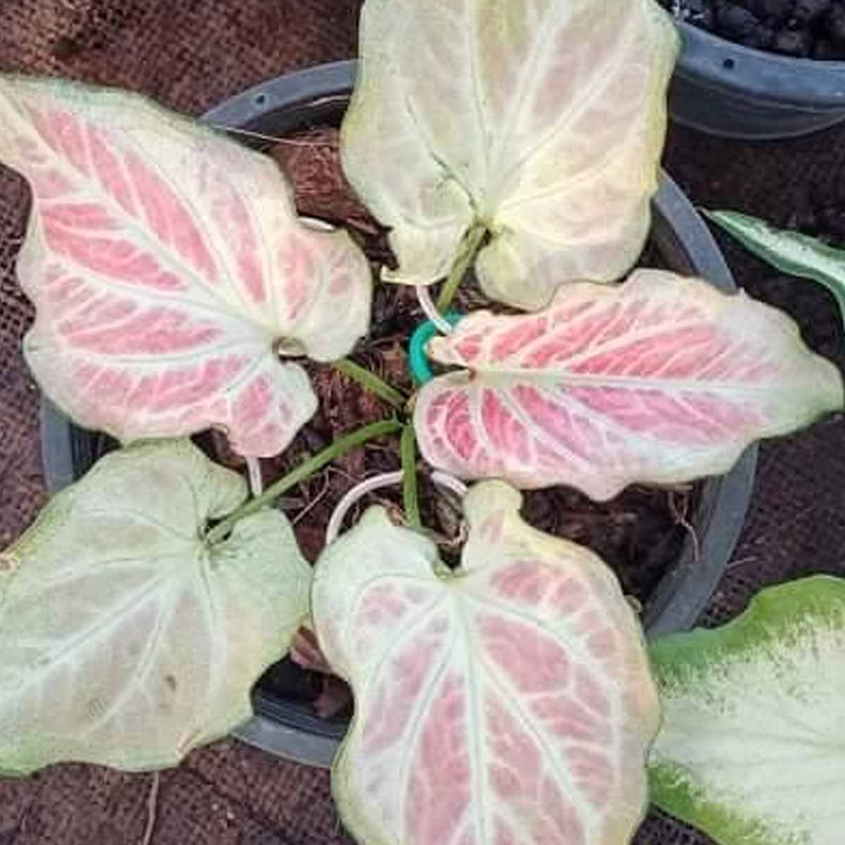 บอนสีรวยล้นฟ้า