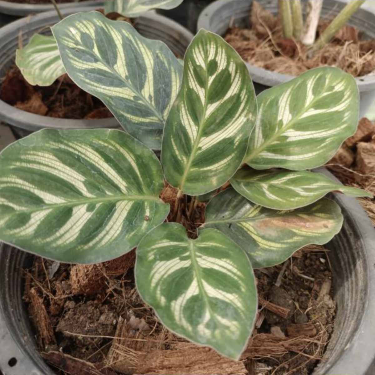 ต้นคล้าแววมยุรา