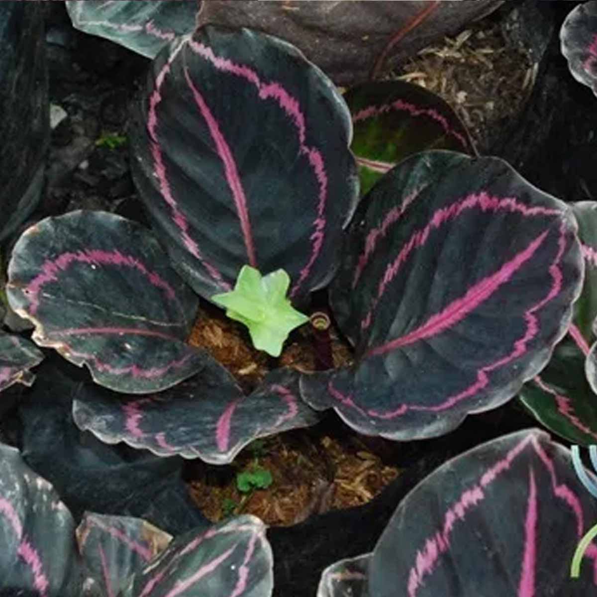 ต้นคล้านกยูงแดง