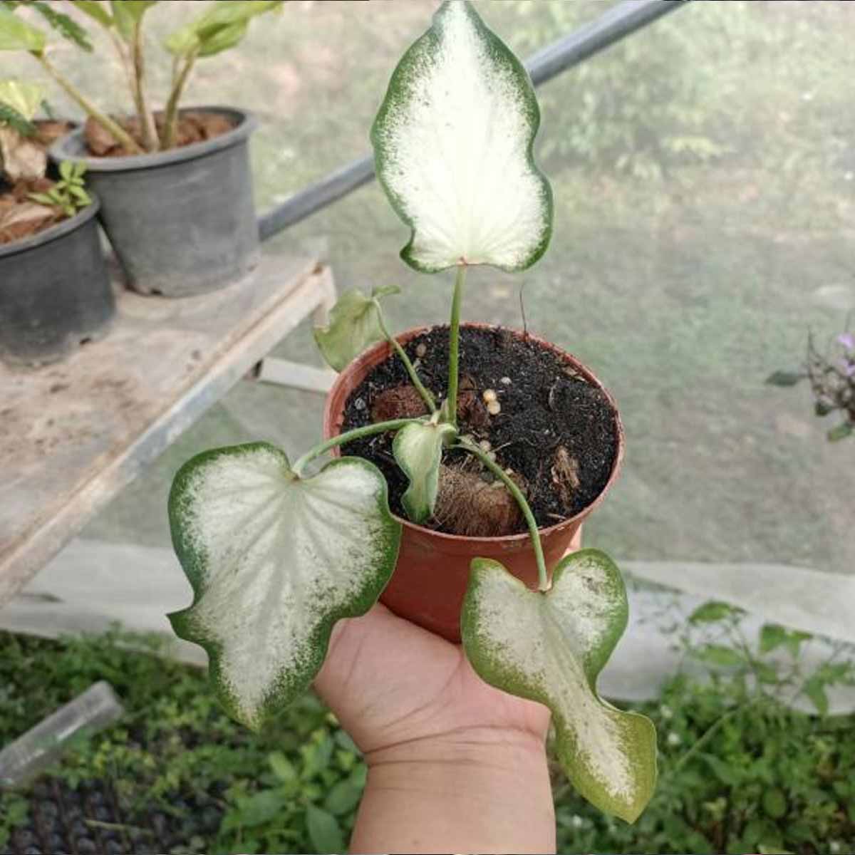 บอนสีกวนอิม เบบี้ ส่งพร้อมกระถาง 4 นิ้ว