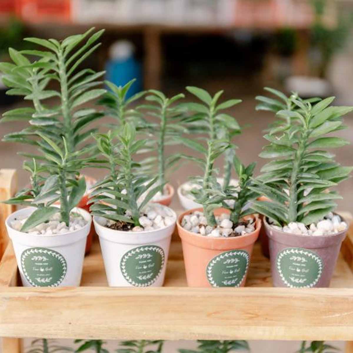 ต้นบันไดเศรษฐี #ของชำร่วยงานแต่ง