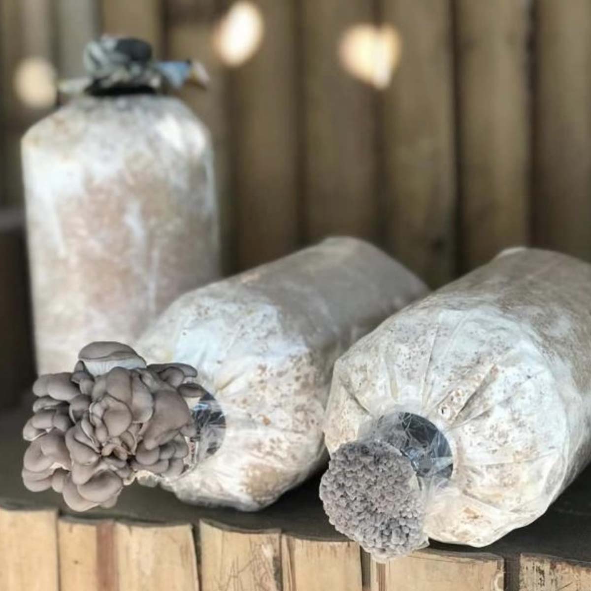 ก้อนเห็ดนางฟ้า