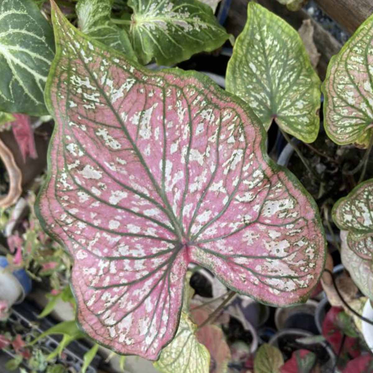 บอนสี ทศกัณฑ์